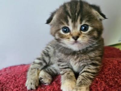 Tiana - Scottish Fold - Gallery Photo #1