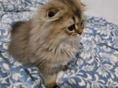 Jr Prince - Scottish Fold - Gallery Photo #1