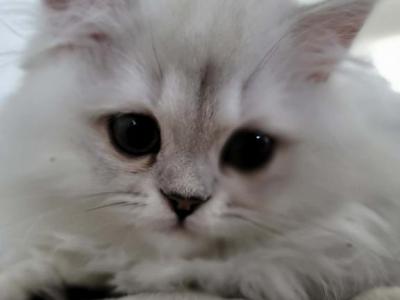 Jr Almaz - Scottish Fold - Gallery Photo #1