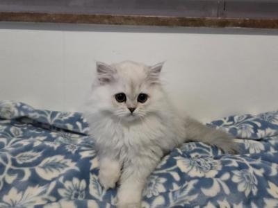 Jr Almaz - Scottish Fold - Gallery Photo #1