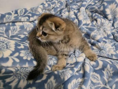 Wisker - Scottish Fold - Gallery Photo #1