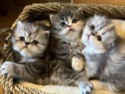 Coming Soon - Scottish Fold - Gallery Photo #1