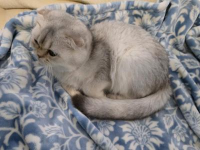Snezjana - Scottish Fold - Gallery Photo #1