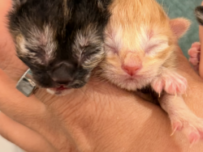 Kittens Half Siamese - American Shorthair - Gallery Photo #1