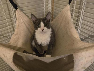 Maude - Devon Rex - Gallery Photo #1