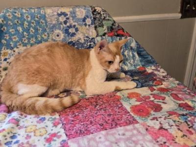 Rascal - Devon Rex - Gallery Photo #1