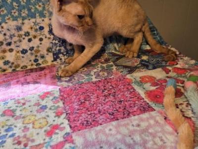 Racer - Devon Rex - Gallery Photo #1
