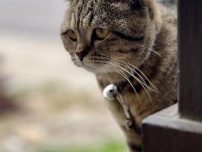 Kira - Scottish Straight - Gallery Photo #1