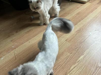 Family Of 4 Long Hair Persian Cats - Persian - Gallery Photo #1