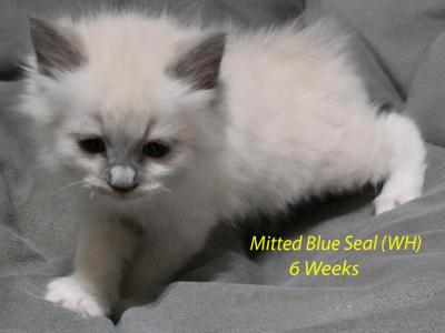 Male3 - Ragdoll - Gallery Photo #1
