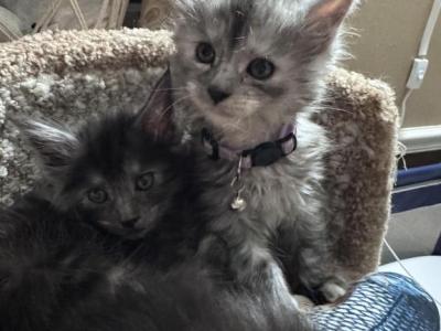 Khalesi - Maine Coon - Gallery Photo #1
