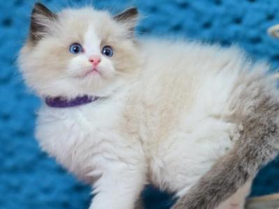 Loran - Ragdoll - Gallery Photo #1