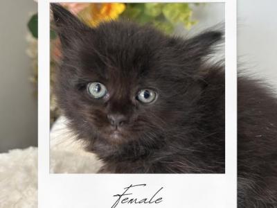 Ragdoll Mix Girl 3 - Ragdoll - Gallery Photo #1