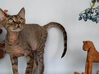 Devon Rex Black Tabby - Devon Rex - Gallery Photo #1