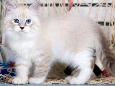 Don Juan - Siberian - Gallery Photo #1