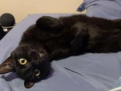 Midnight - American Shorthair - Gallery Photo #1