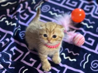 Mimi - Scottish Fold - Gallery Photo #1