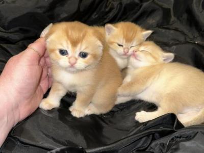 Purrsey Jr - Scottish Fold - Gallery Photo #1