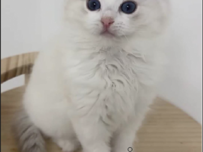 Lanmei Blue Lynx Bicolor - Ragdoll - Gallery Photo #1