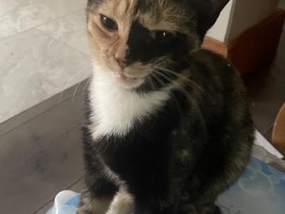 Maple - Domestic - Gallery Photo #1