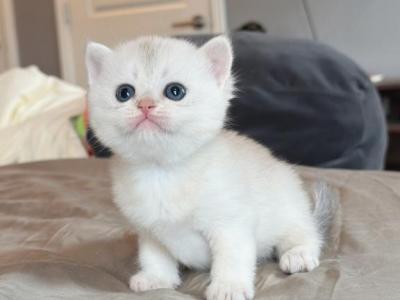 Silver Shaded Boy - British Shorthair - Gallery Photo #1