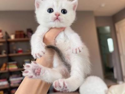 Silver Shaded Girl 2 - British Shorthair - Gallery Photo #1