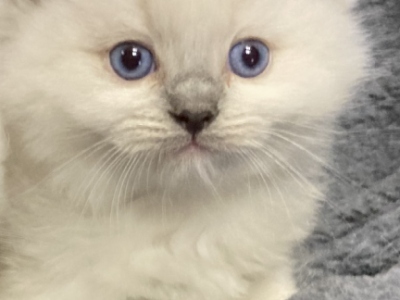 Sweet Baby Ragdolls - Ragdoll - Gallery Photo #1