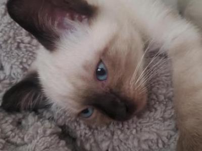 Seal Point Baby Boy - Siamese - Gallery Photo #1