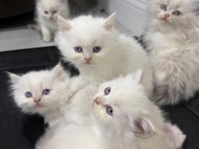 Ragdoll Litter - Ragdoll - Gallery Photo #1