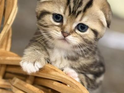 Casper - Scottish Fold - Gallery Photo #1