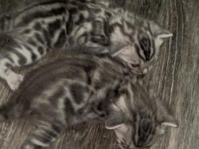 Silver Clouded Bengal - Bengal - Gallery Photo #1