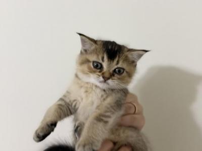 Sophie - British Shorthair - Gallery Photo #1