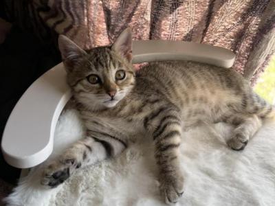 Mika - Bengal - Gallery Photo #1