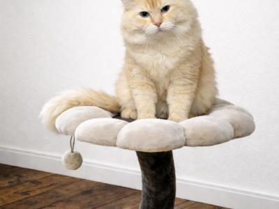 Butternut - Ragdoll - Gallery Photo #1