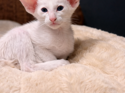 Cookie - Oriental - Gallery Photo #1