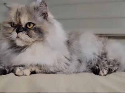 Xena - Persian - Gallery Photo #1