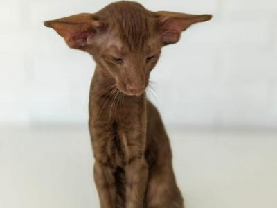 Oriental Shorthair Cinnamon - Oriental - Gallery Photo #1