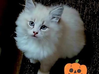 PUMPKIN - Siberian - Gallery Photo #1