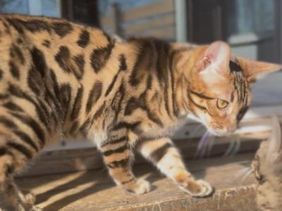 Brown Bengal Female - Bengal - Gallery Photo #1