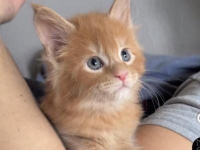 June - Maine Coon - Gallery Photo #1