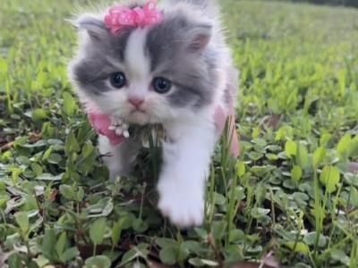 Blue Harlequin LH Girl - Scottish Straight - Gallery Photo #1