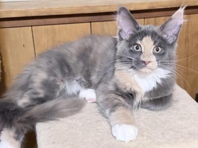 Freya - Maine Coon - Gallery Photo #1