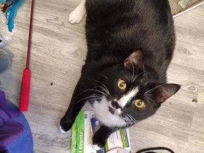 Tuxedo Lawrence - Domestic - Gallery Photo #1