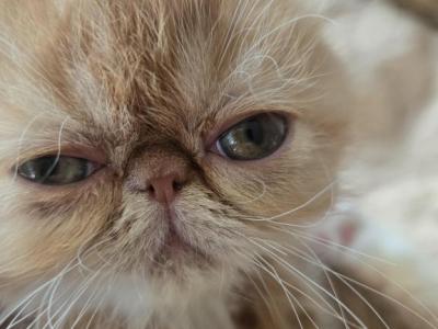 Exotic Red White Female Kitten - Exotic - Gallery Photo #1