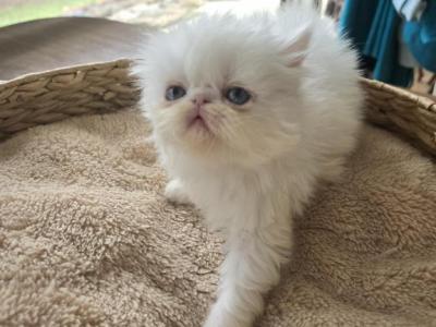 White Persian Female - Persian - Gallery Photo #1