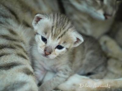 F3 Savannah Kittens - Savannah - Gallery Photo #1