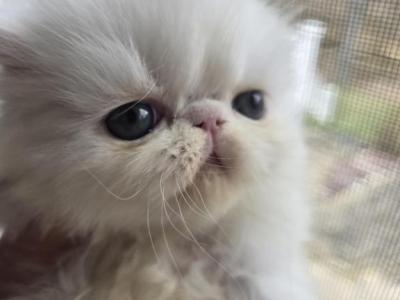 White Persian Male - Persian - Gallery Photo #1