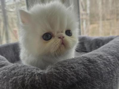 White Odd Eyes Persian Male - Persian - Gallery Photo #1