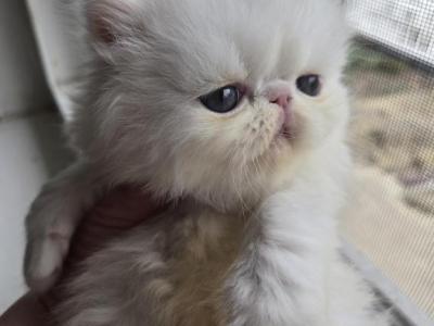 White Odd Eyes Exotic Male - Exotic - Gallery Photo #1