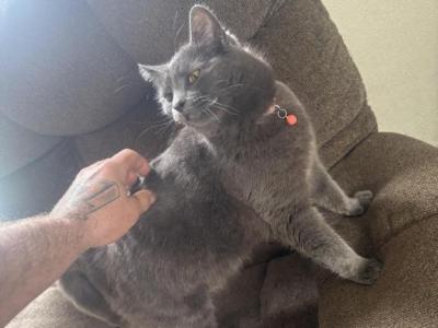 Nado Cali - British Shorthair - Gallery Photo #1